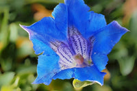 Blau Weiß Gentian Blumensamen zur Aussaat – sonnenliebend – Traditionssorte & ohne Gentechnik Samen Hausgarten