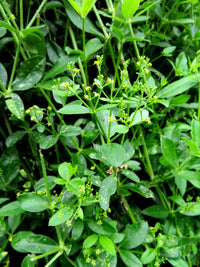 Grün Rubia Tinctorum Blumensamen zur Aussaat Garten beliebt Traditionssorte & ohne Gentechnik Samen Hausgarten