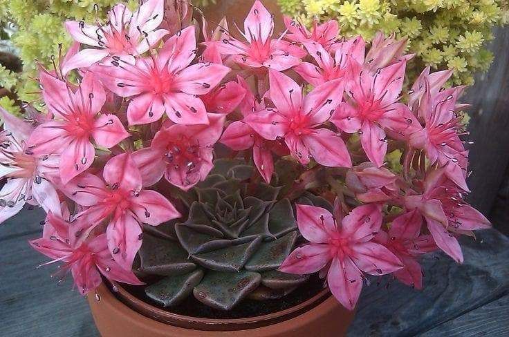 Graptopetalum Bellum Blumensamen zur Aussaat – Drought verträglich – Traditionssorte & ohne Gentechnik Samen Hausgarten