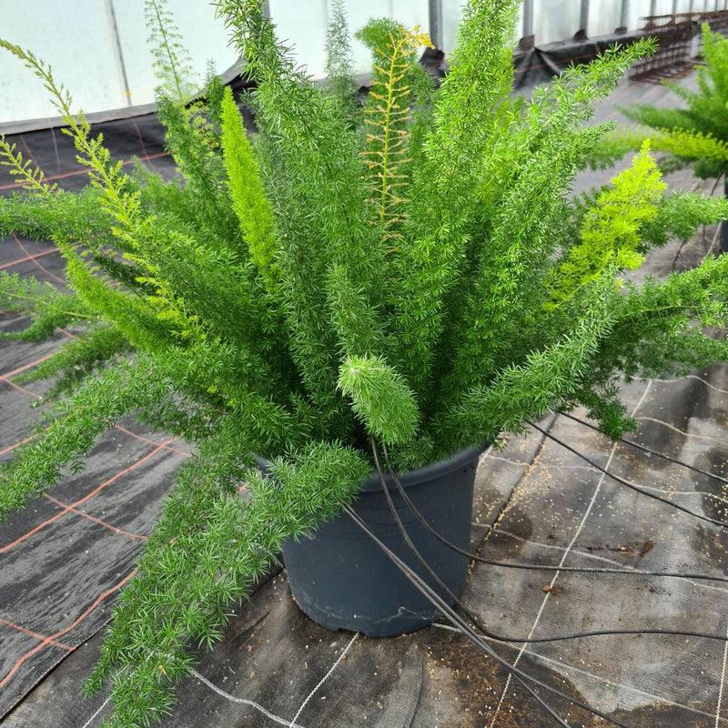 Sprengeri Blumensamen zur Aussaat ideal Rabatten Traditionssorte & ohne Gentechnik Samen Hausgarten
