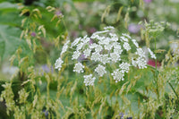 Ammi Majus Blumensamen zur Aussaat Anzucht Traditionssorte & ohne Gentechnik Samen Hausgarten