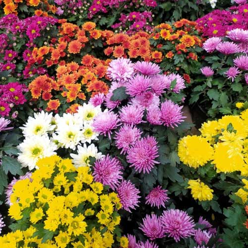 Traditionssorte Chrysantheme mehrjährig Blumensamen zur Aussaat sonnenliebend Traditionssorte & ohne Gentechnik Samen Hausgarten