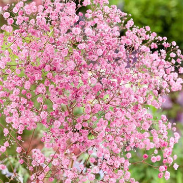 Pfirsichfarben Gypsophila Blumensamen zur Aussaat – pflegeleicht – Traditionssorte & ohne Gentechnik Samen Hausgarten