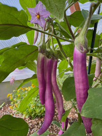 Planting Samen: Aubergine Gemüse Collection