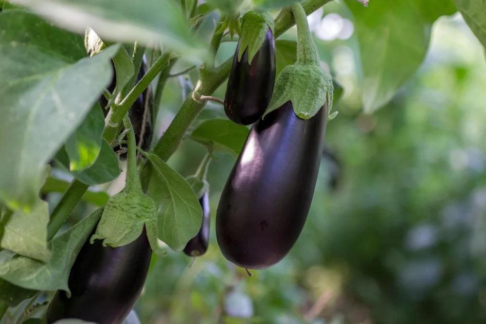 Eggplant Gemüsesamen for Successful Planting