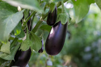 Eggplant Gemüsesamen for Successful Planting