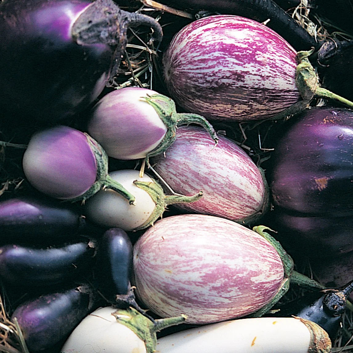 Mixed Auberginen samen for Vibrant Gemüse Gardens