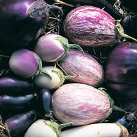 Mixed Auberginen samen for Vibrant Gemüse Gardens