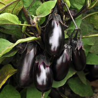 SAFLAX Eggplant Samen für einfache Aussaat  Grow Your Own Gemüses