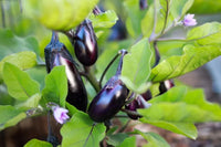 Eggplant pflanzen wachsend in garten beds and containers