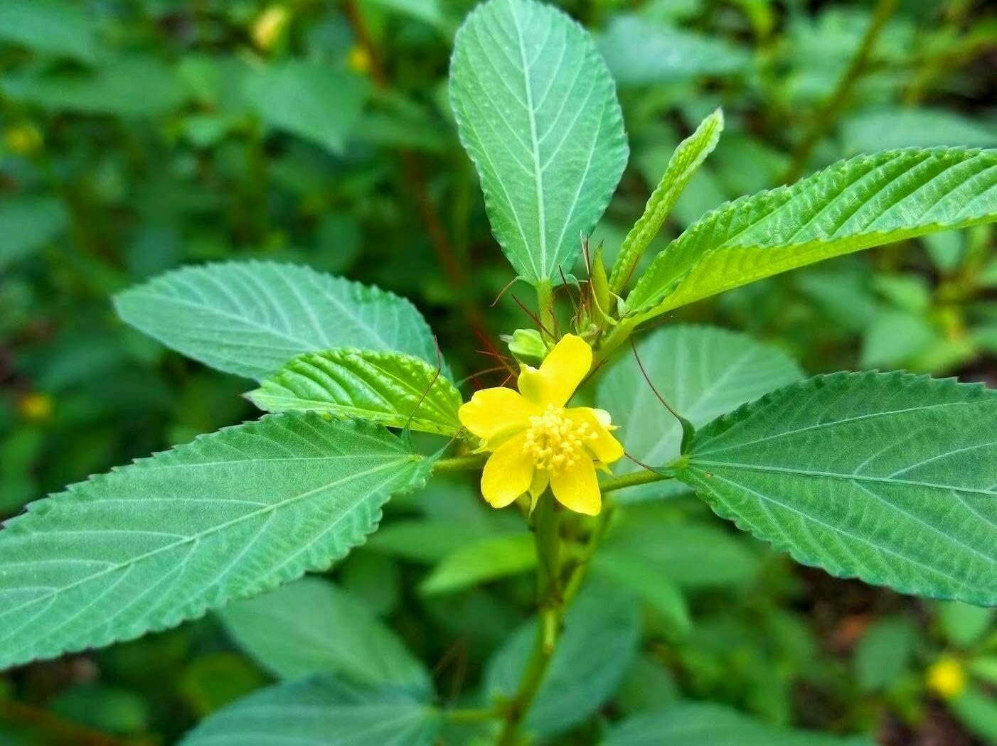Egyptian spinach samen ideal für wachsend blattreiche greens