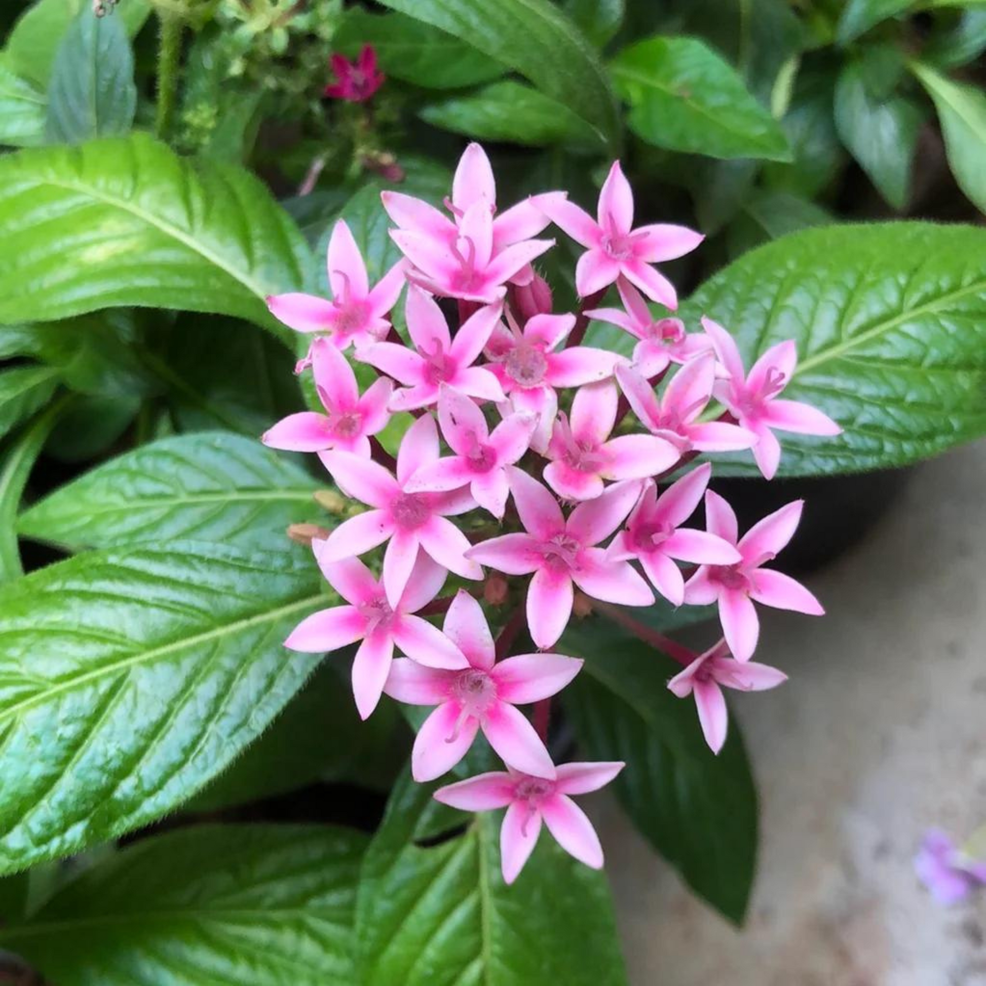 Gemischt Star Pentas Blumensamen zur Aussaat – Halbschatten verträglich – Traditionssorte & ohne Gentechnik Samen Hausgarten