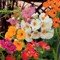 Gemischt Nemesia Blumensamen zur Aussaat Garten beliebt Traditionssorte & ohne Gentechnik Samen Hausgarten