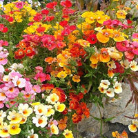 Gemischt Carnival Blumensamen zur Aussaat – duftend Blüten – Traditionssorte & ohne Gentechnik Samen Hausgarten