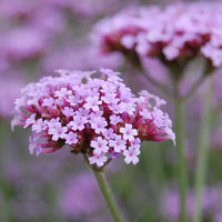 Gemischt- Eisenkraut Blumensamen zur Aussaat