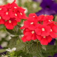 Rot Eisenkraut Scarlet Blumensamen zur Aussaat Garten beliebt Traditionssorte & ohne Gentechnik Samen Hausgarten