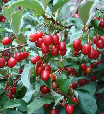Goumi-Beere Frucht samen für einfaches Anpflanzen