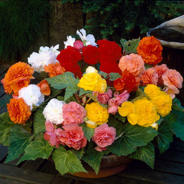 Begonia blume samen for anpflanzung compact growth heirloom & gmo free samen for home garten 
 
 sale for anpflanzung in home garten