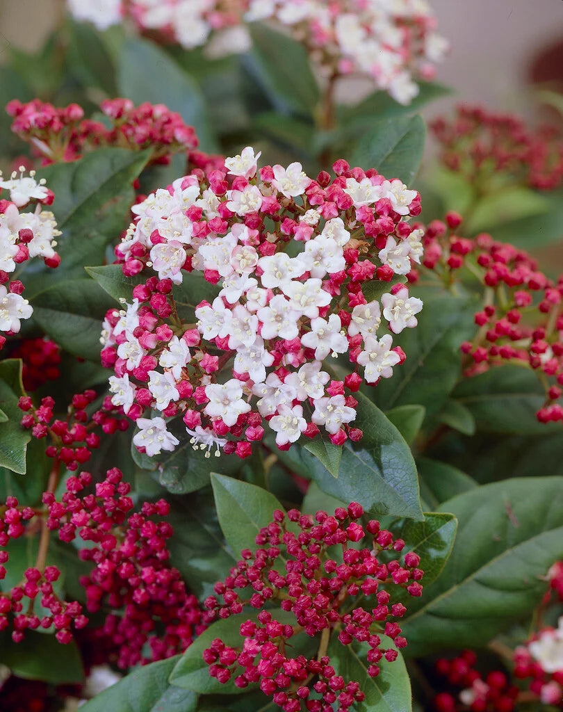 Laurel Strauch Blumensamen zur Aussaat lang Blüte Saison Traditionssorte & ohne Gentechnik Samen Hausgarten