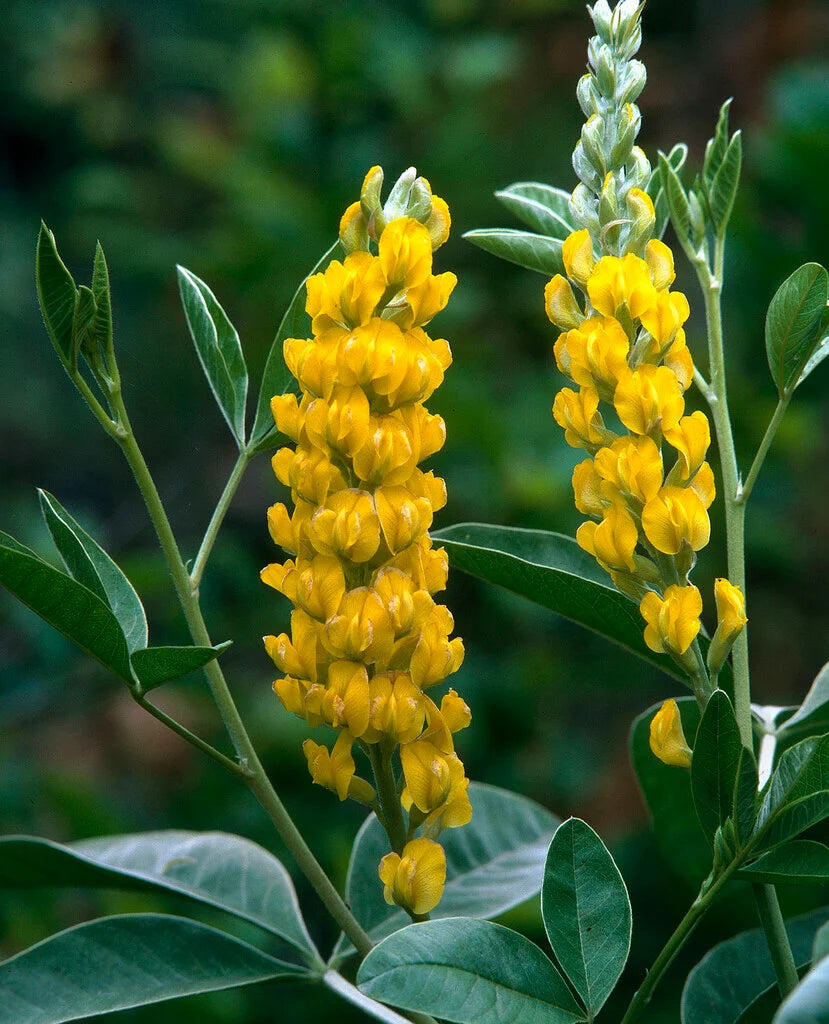 Cytisus Battandieri Blumensamen zur Aussaat – Schnitt Blume beliebt – Traditionssorte & ohne Gentechnik Samen Hausgarten