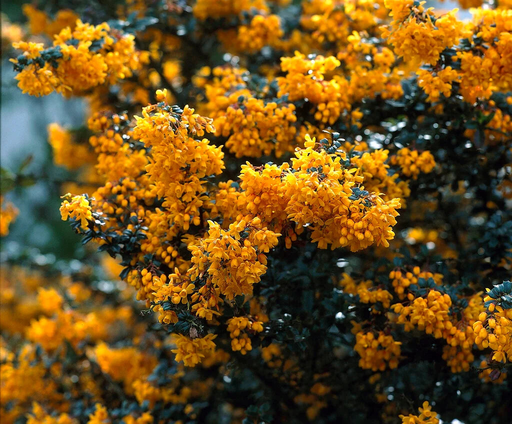 Gelb Darwinii Blumensamen zur Aussaat – Wildblume Mischung – Traditionssorte & ohne Gentechnik Samen Hausgarten