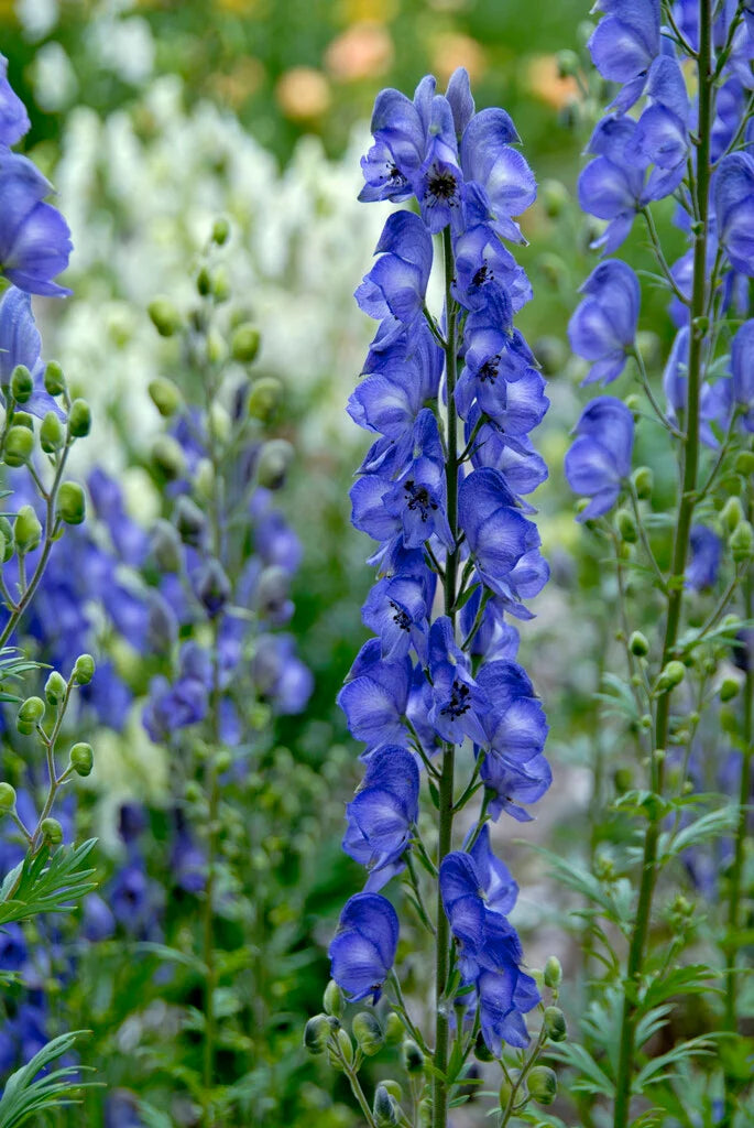 Blau Aconitum Napellus Blumensamen zur Aussaat robust Sorte Traditionssorte & ohne Gentechnik Samen Hausgarten