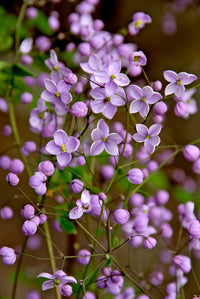 Thalictrum Blumensamen zur Aussaat hochwertige Qualitäts- Traditionssorte & ohne Gentechnik Samen Hausgarten