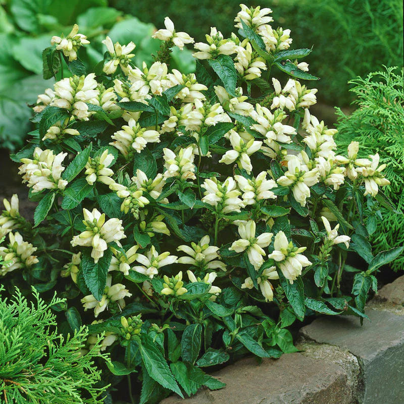 Weiß Turtlehead Blumensamen zur Aussaat – Wildblume Mischung – Traditionssorte & ohne Gentechnik Samen Hausgarten