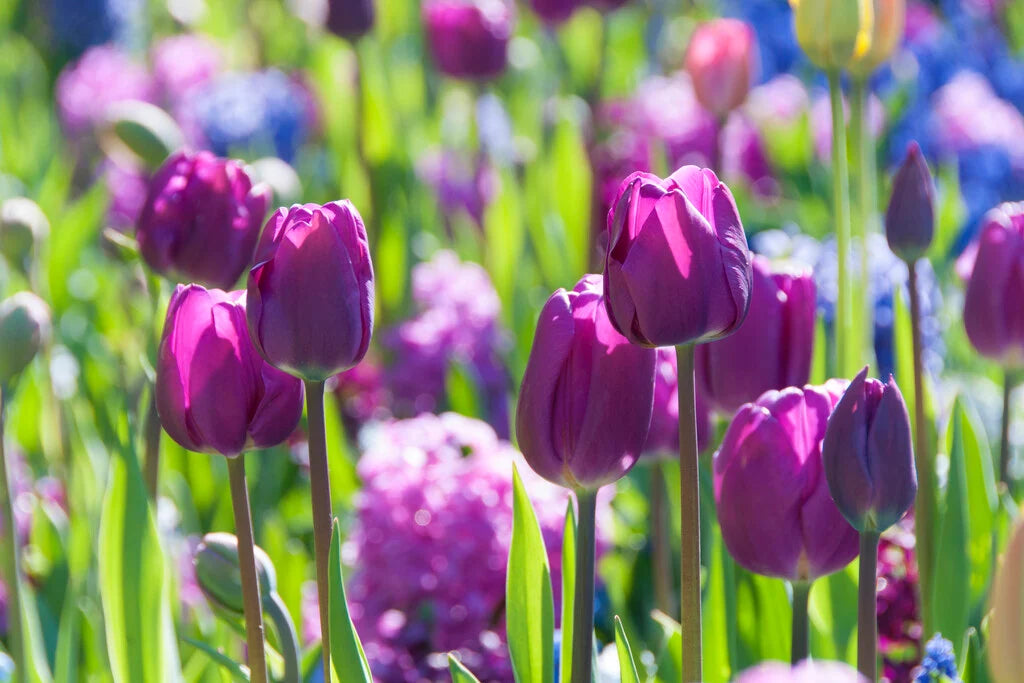 Violett Tulpe Blumensamen zur Aussaat Halbschatten verträglich Traditionssorte & ohne Gentechnik Samen Hausgarten