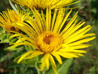 Elecampane large leafy perennial grown from Samen