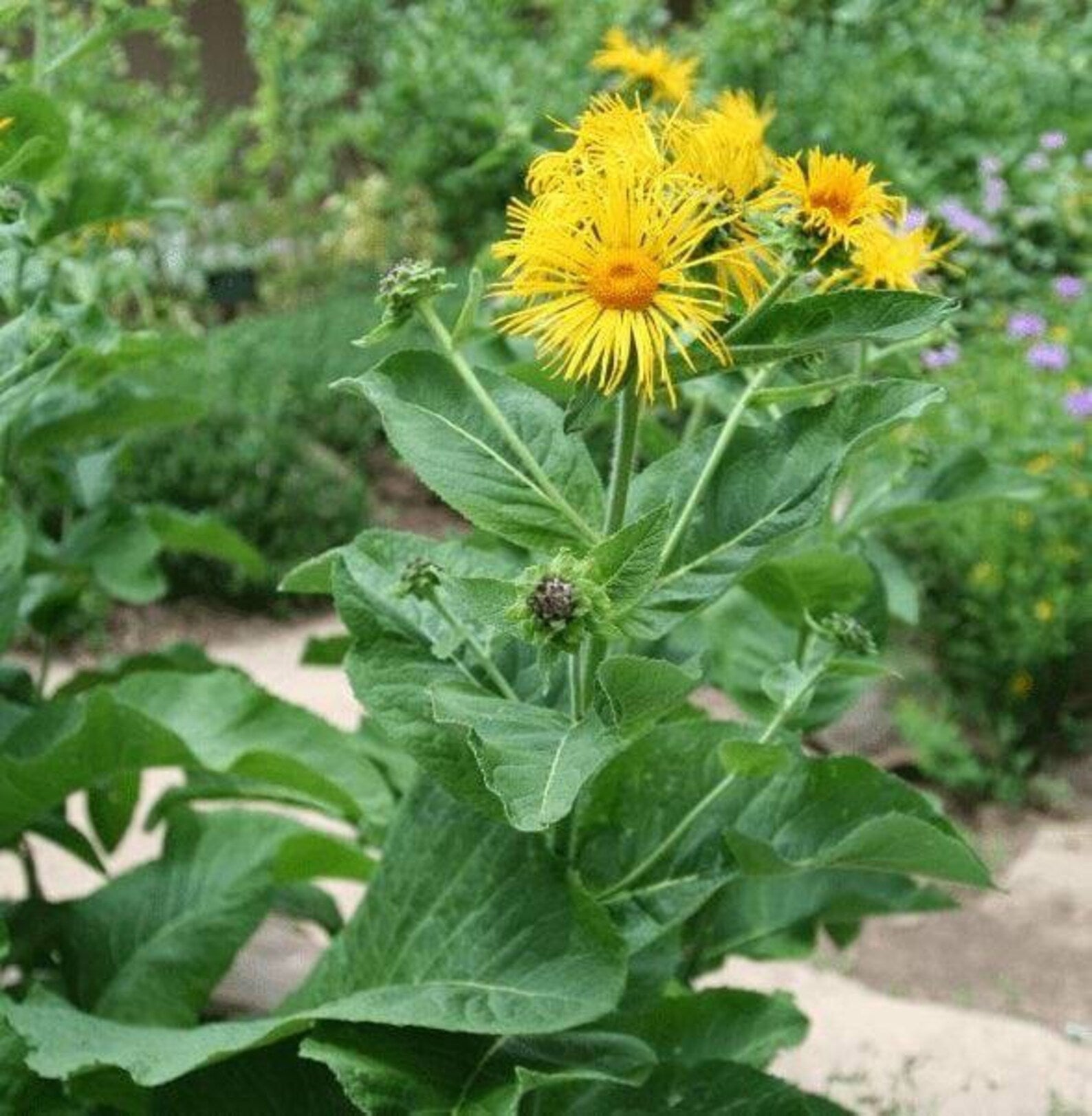 Elecampane Samen Inula helenium tall yellow perennial
