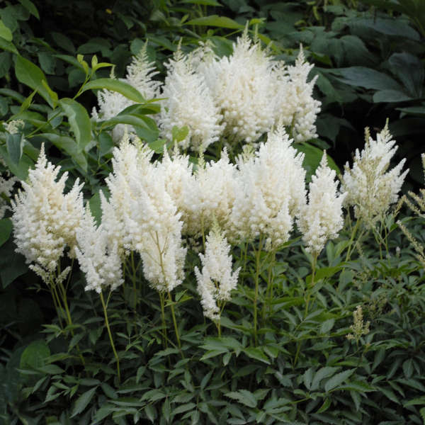 Elegant astilbe blume samen for anpflanzung