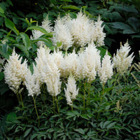 Elegant astilbe blume samen for anpflanzung