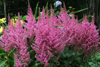 Elegant astilbe samen for anpflanzung – shade garten blumen