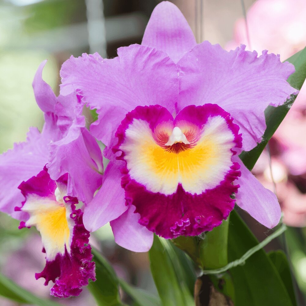 Elegant cattleya orchid samen for anpflanzung