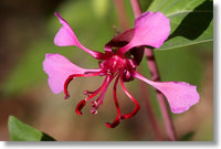 Lila elegant Clarkia Samen zur Aussaat leuchtend einjährige Blume Blüten