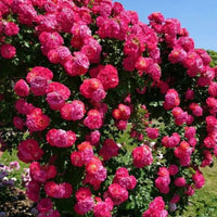 kletternd RoseFlower Samen zur Aussaat Garten beliebt Traditionssorte & ohne Gentechnik Samen Hausgarten
