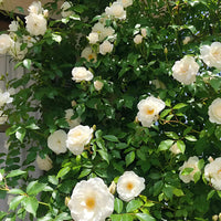 kletternd Rose Blumensamen zur Aussaat hochwertige Qualitäts- Traditionssorte & ohne Gentechnik Samen Hausgarten