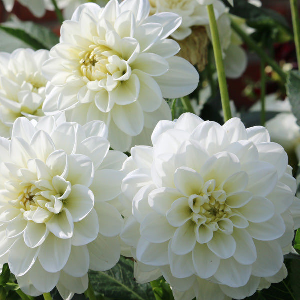 Elegant weiß dahlia blooms close-up