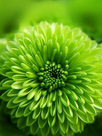 Elegant sea grün dahlia blooms close-up