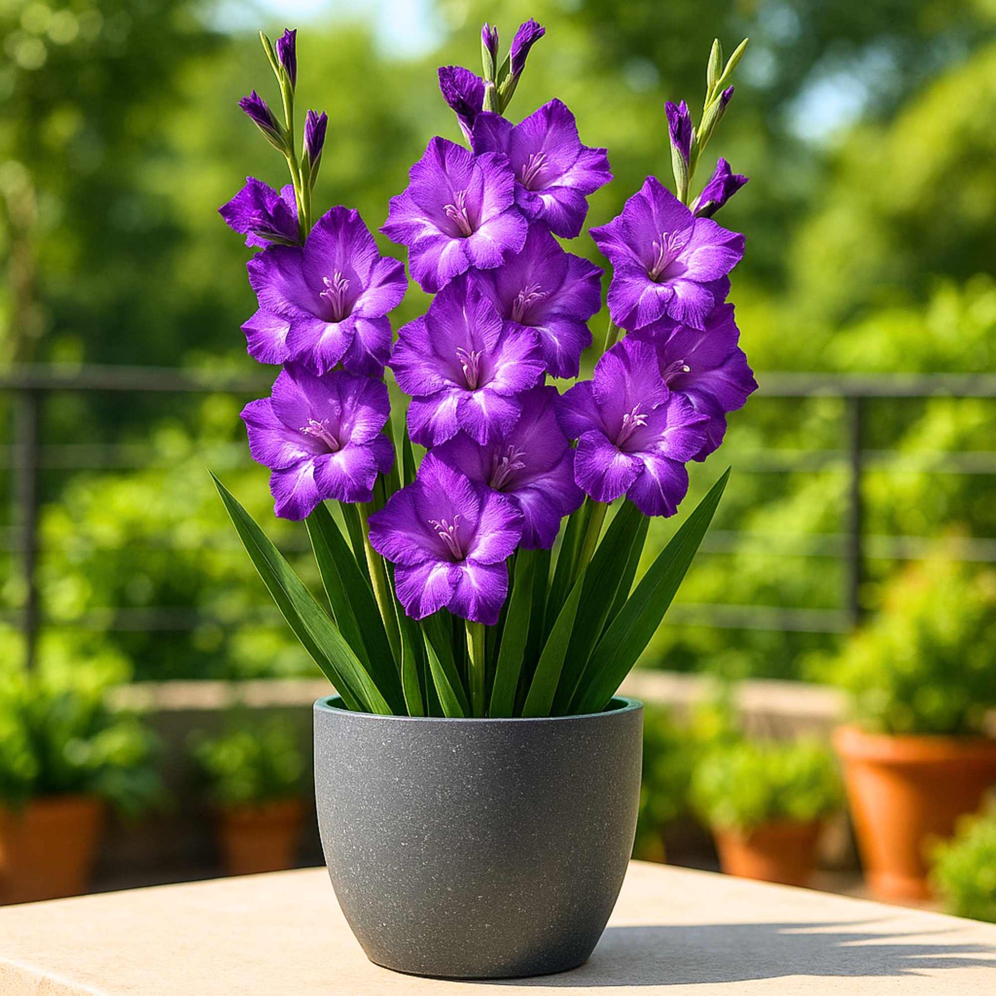 Elegant dark lila gladiolus blume spikes