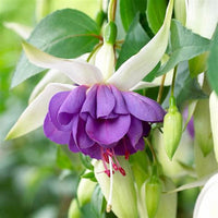 Elegant fuchsia blume samen for home gardens