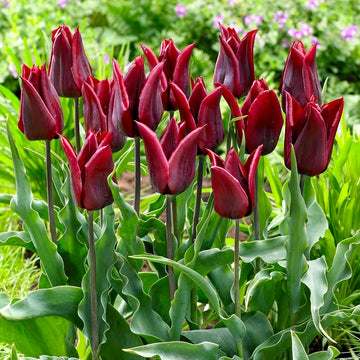 Elegant maroon tulip samen for anpflanzung