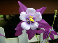 Elegant lila & weiß aquilegia pflanzen in bloom