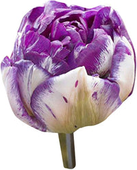 Elegant weiß and lila tulip blume bed