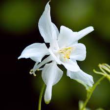 Elegant weiß aquilegia pflanzen in bloom