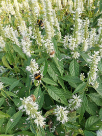 Pollinator-friendly Mint Bush Pflanzen from Elsholtzia stauntonii Samen