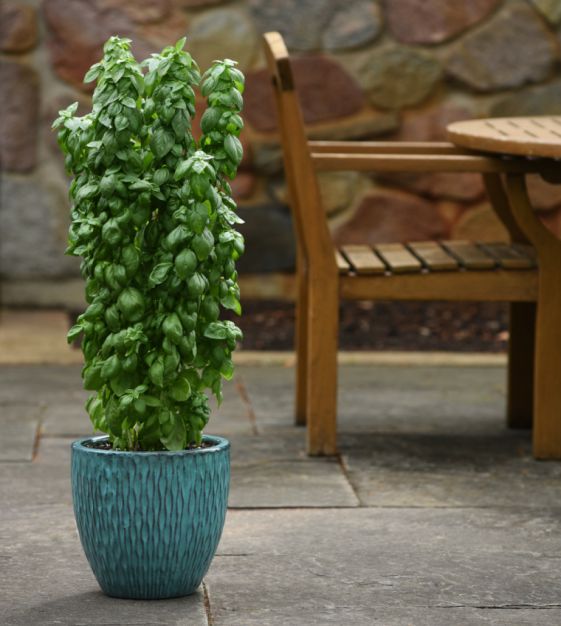 Everleaf Emerald Towers columnar basil grown from Samen in containers