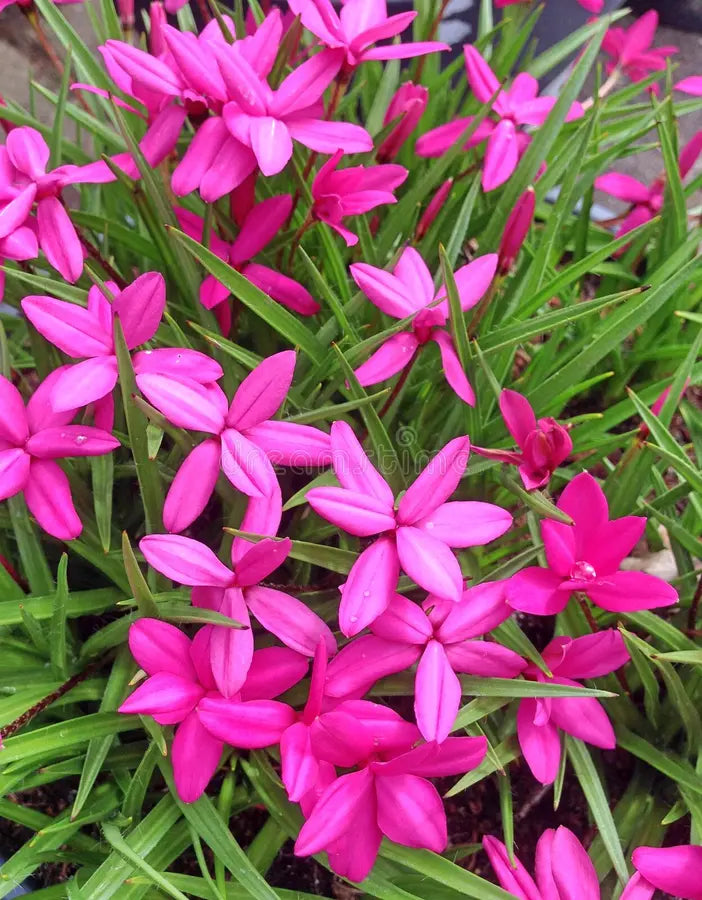 Rhodohypoxis Blume Samen zur Aussaat