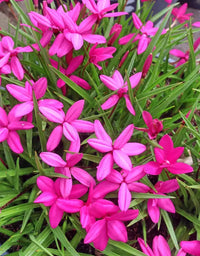 Rhodohypoxis Blume Samen zur Aussaat